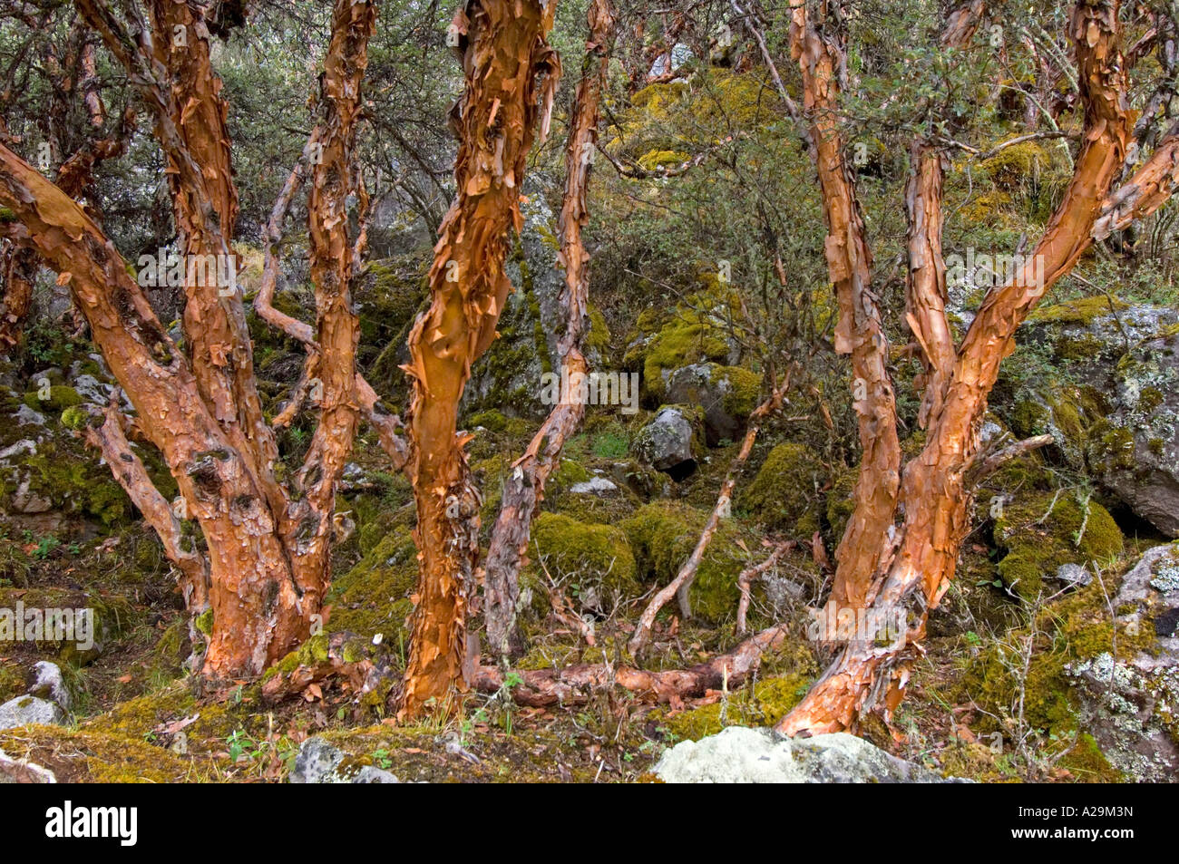 The base of a Polylepis tree at an altitude of 4100 meters while on the 'community' Inca trail. Stock Photo