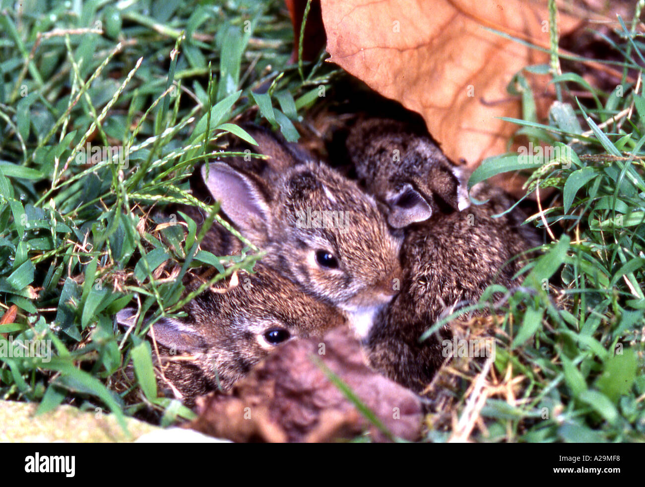 Spring baby rabbits in hi-res stock photography and images - Alamy