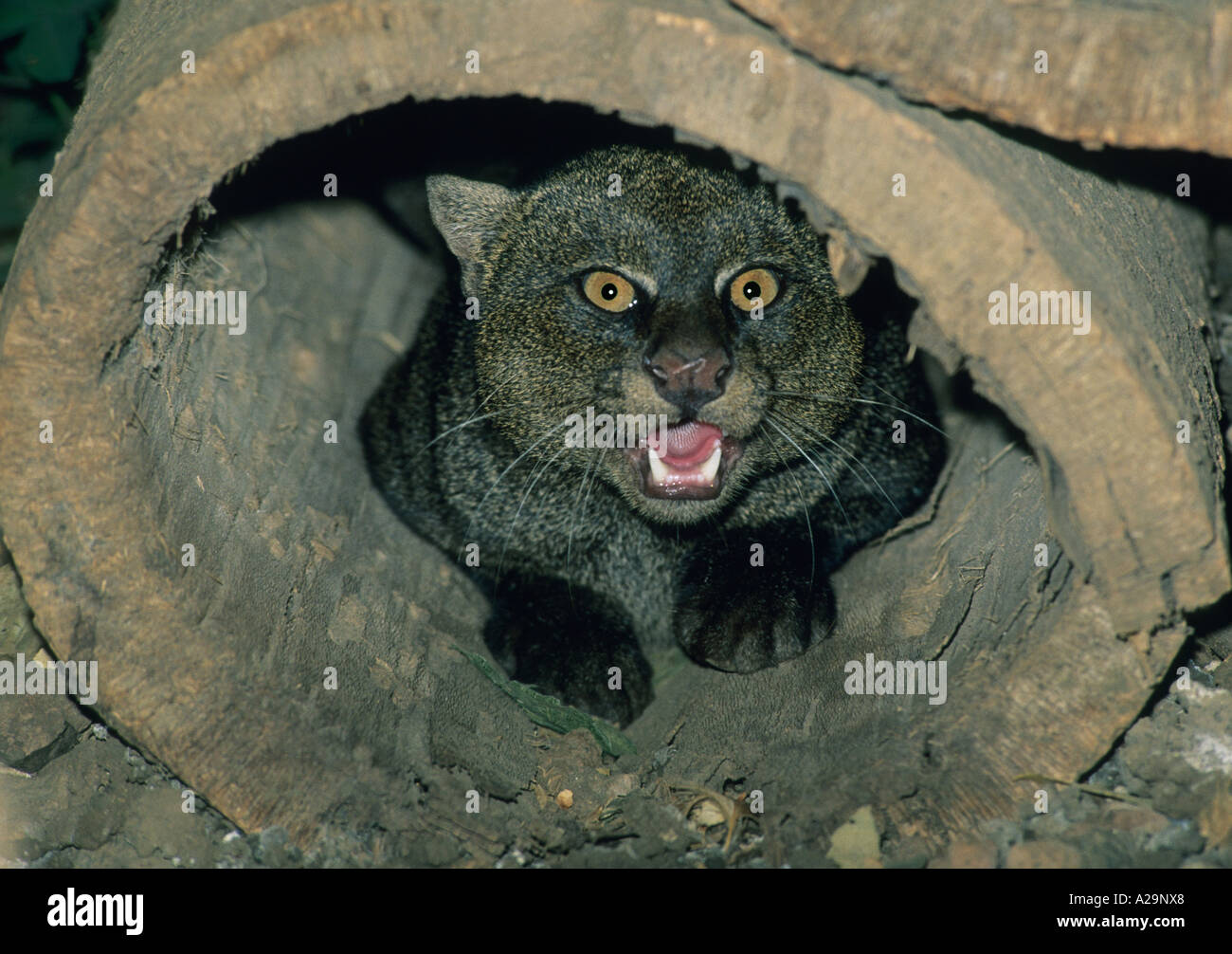 JAGUARUNDI, (Felis yagouaroundi) Costa Rica, captive Stock Photo