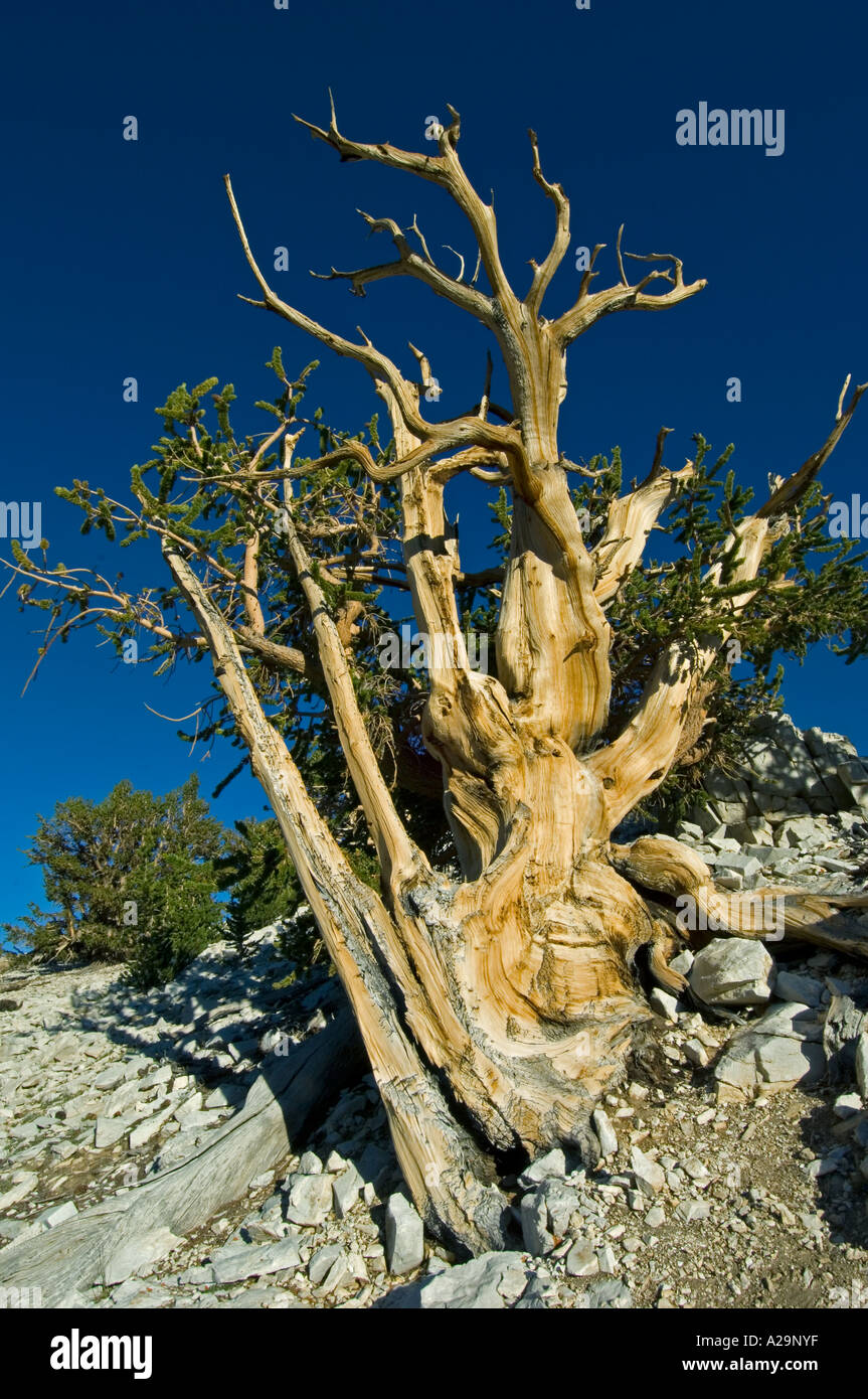 BRISTLECONE PINE (Pinus longaeva) Oldest Trees on Earth, White