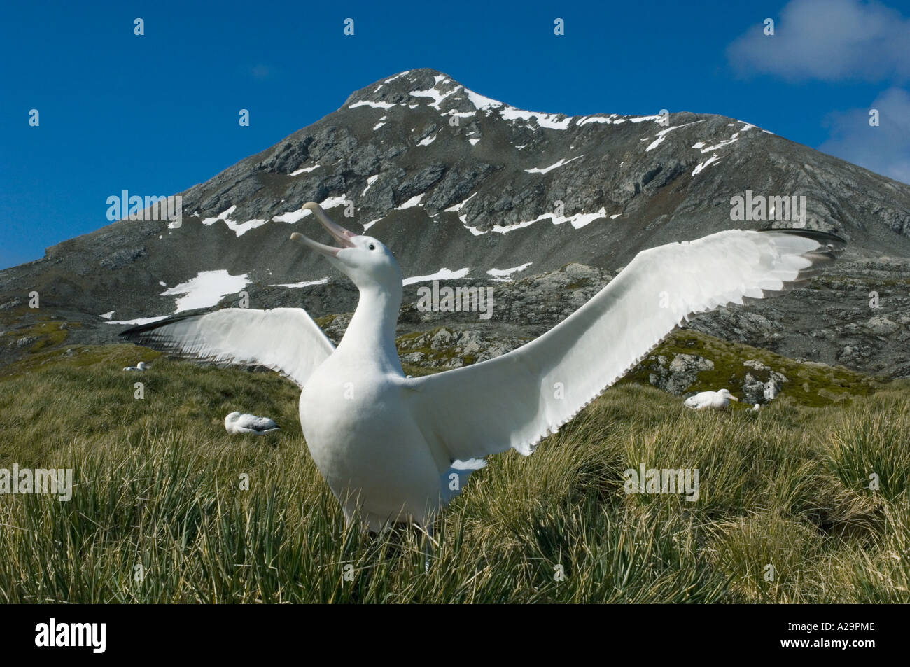 Альбатрос м5. Странствующий Альбатрос. Альбатрос картинки. Самая большая птица в мире летающая Альбатрос.