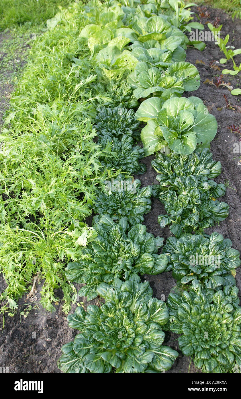 Oriental Greens, including chinese flat cabbage, mizuna and pak choi Stock Photo