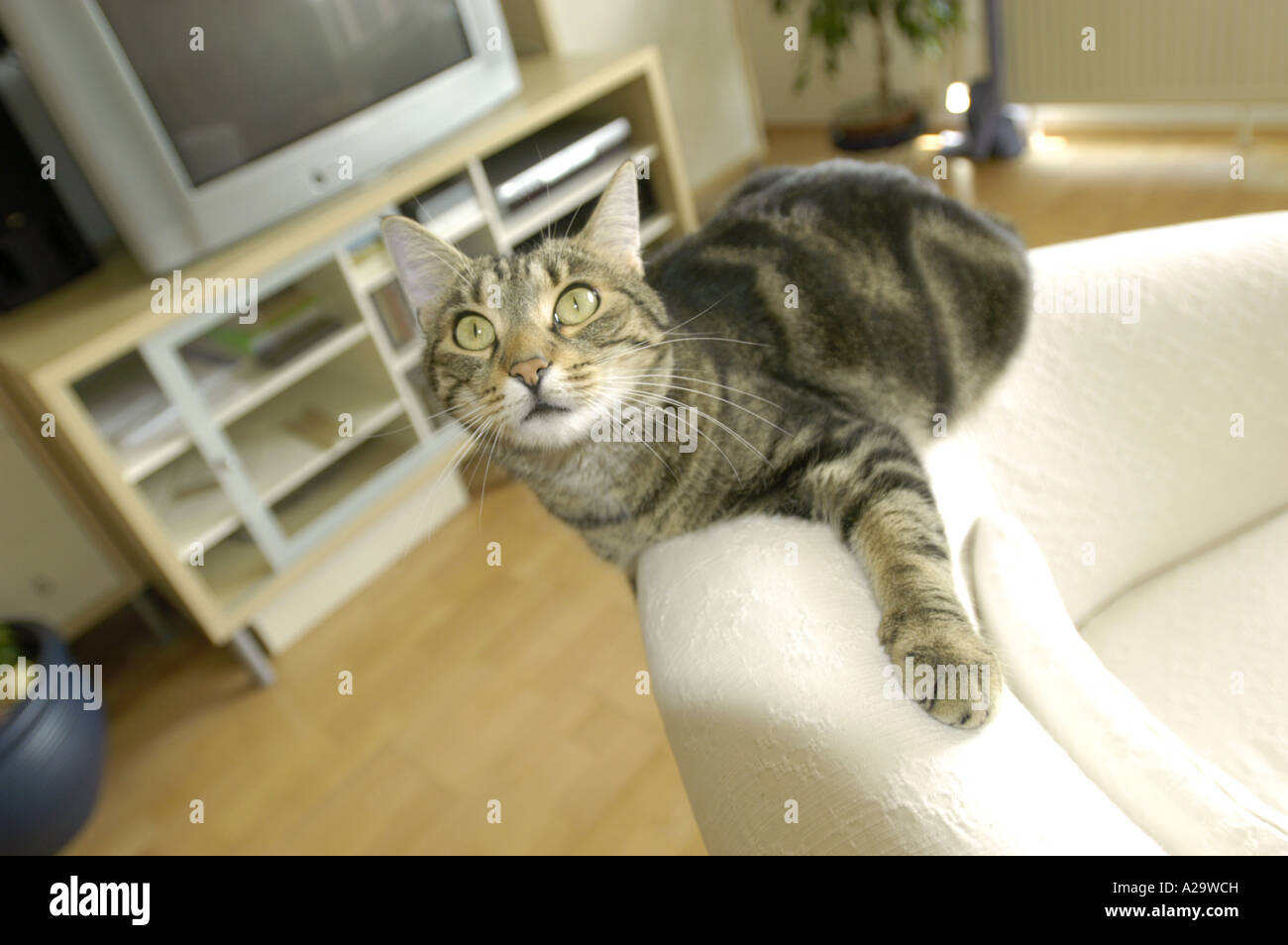 cat on couch Stock Photo