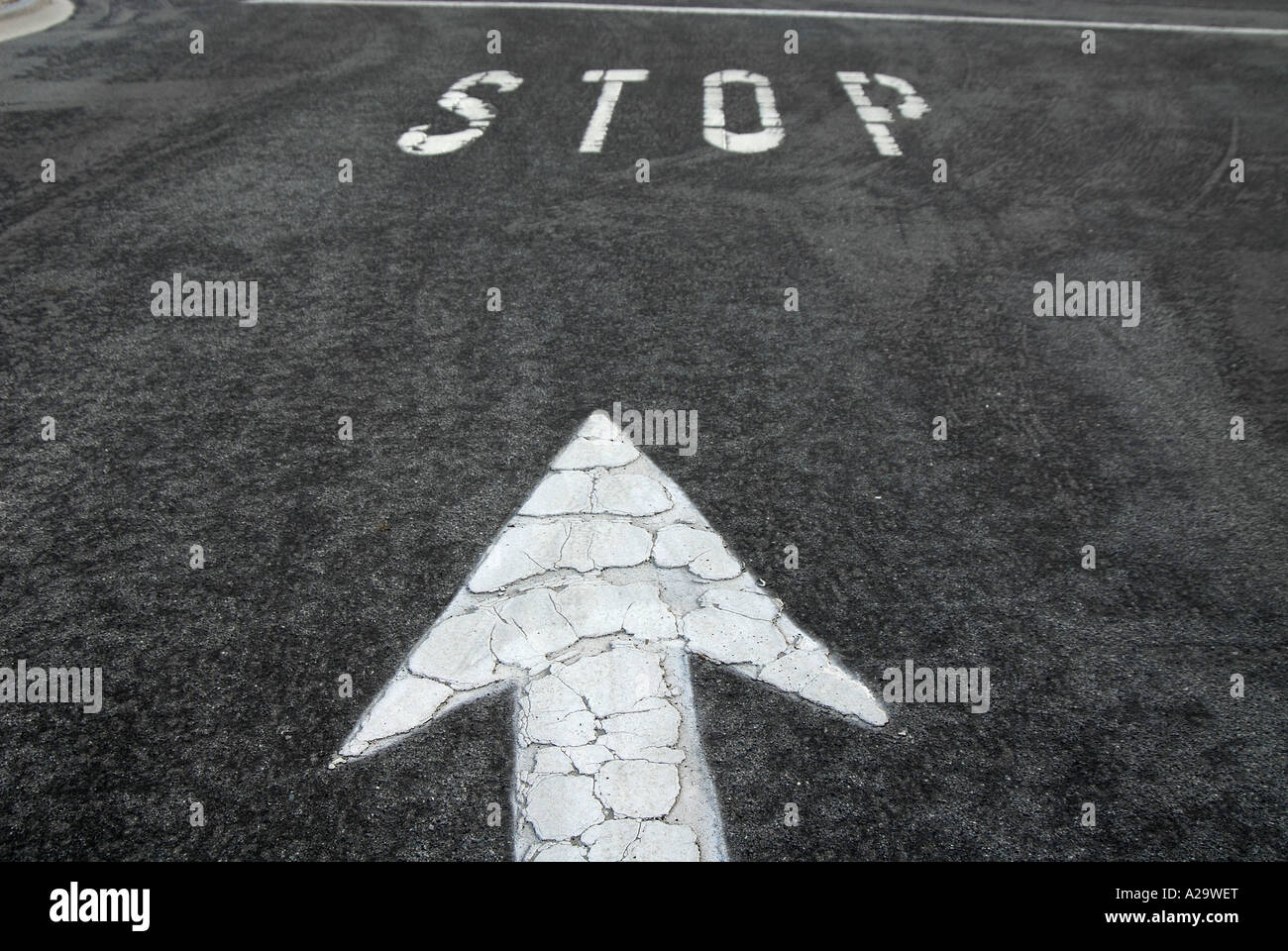 Painted white arrow and stop sign on road. Stock Photo