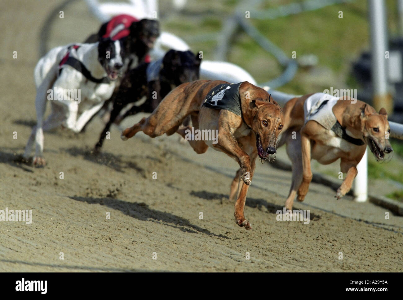 Greyhound Race Track High Resolution Stock Photography And Images Alamy
