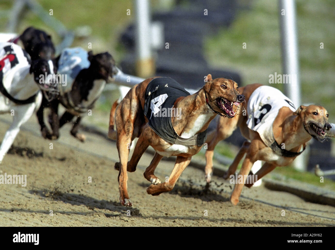 Greyhound Race Track High Resolution Stock Photography And Images Alamy