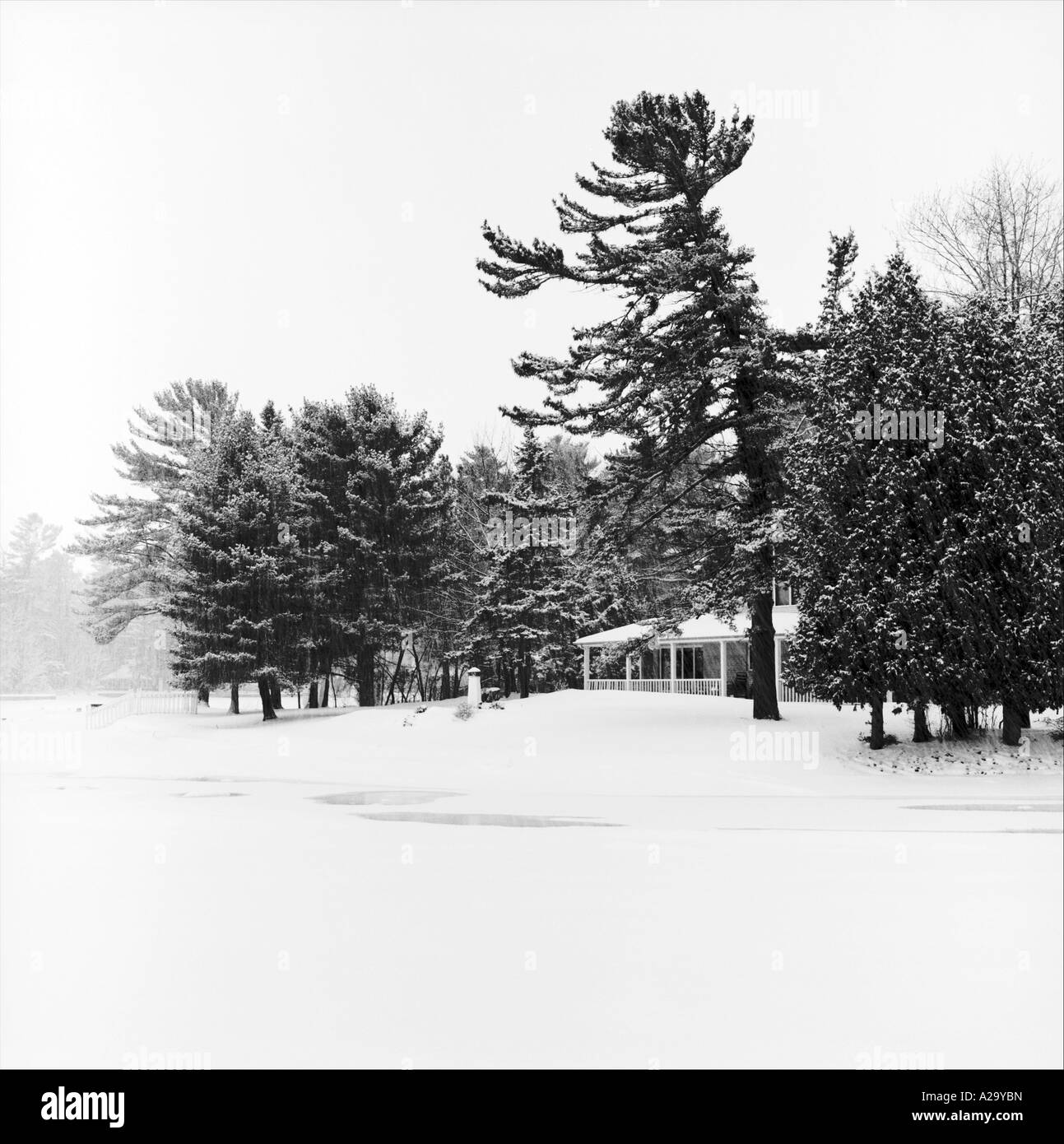 House tree surrounded Black and White Stock Photos & Images - Alamy