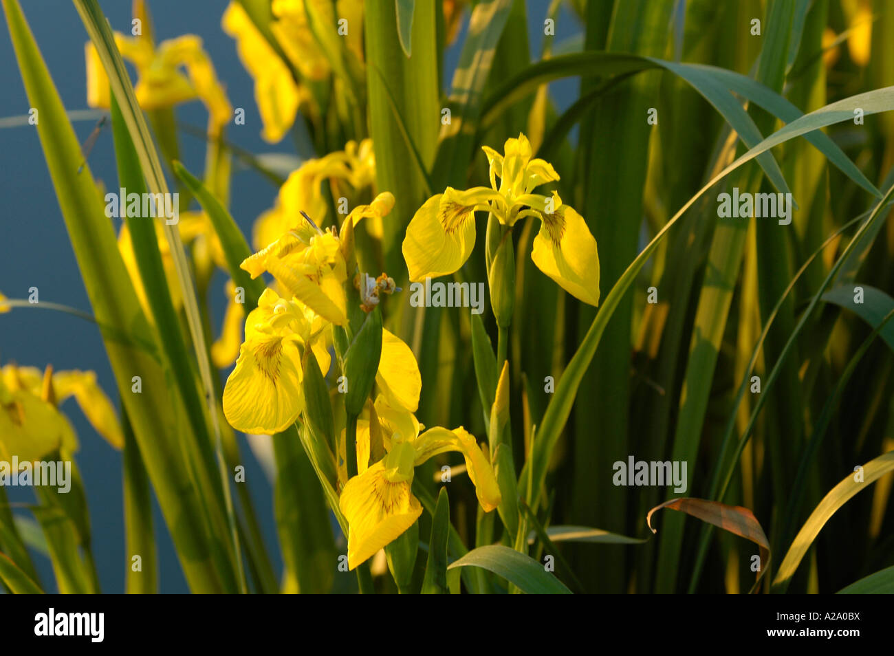 yellow iris Stock Photo