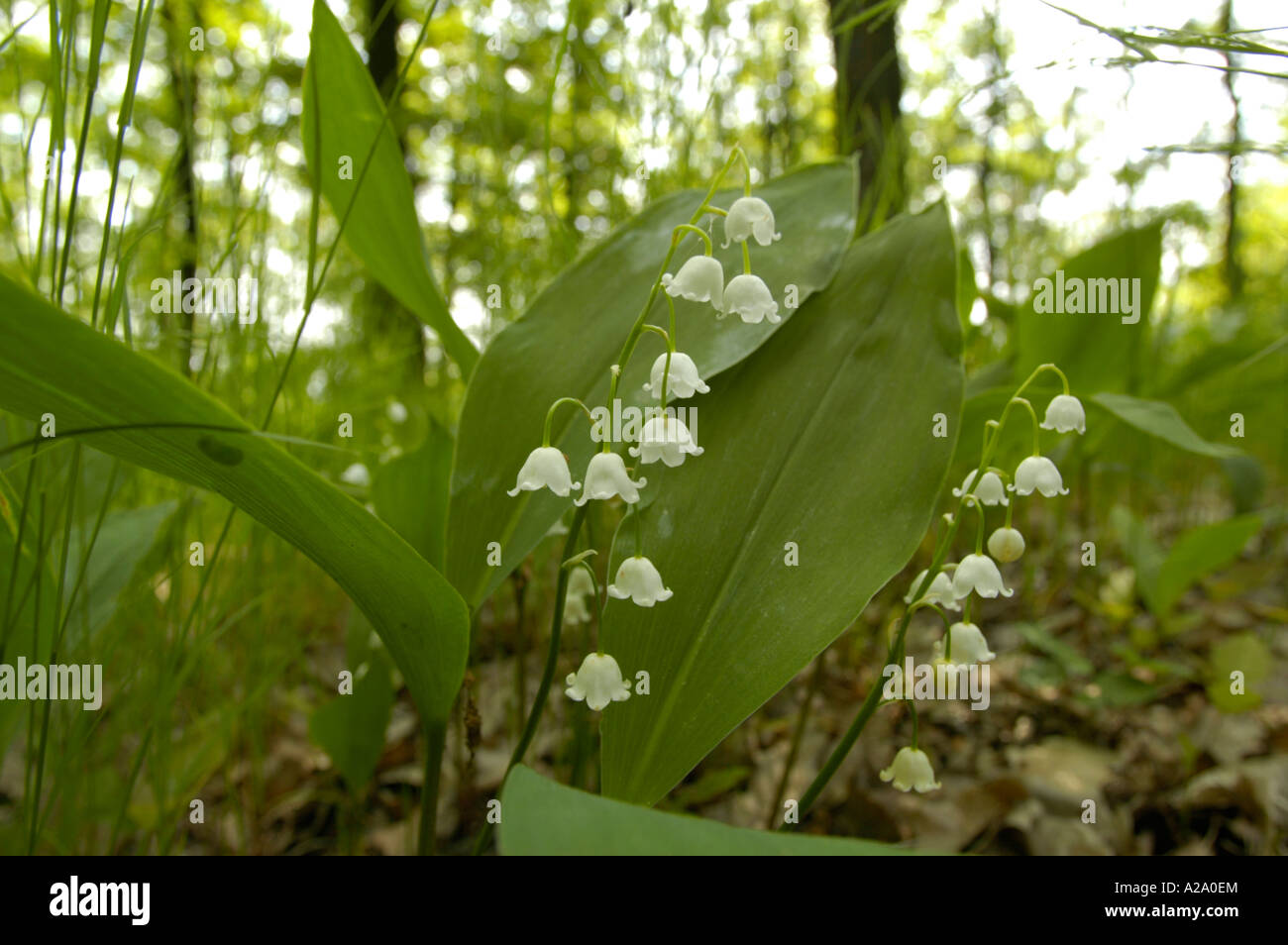 Liliy of the valley hi-res stock photography and images - Alamy