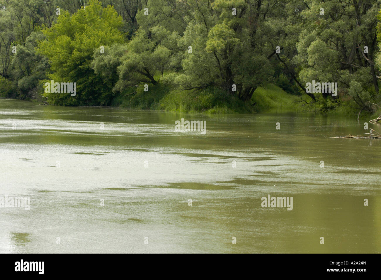 Schoenau at the Danube, riverside forests Stock Photo - Alamy