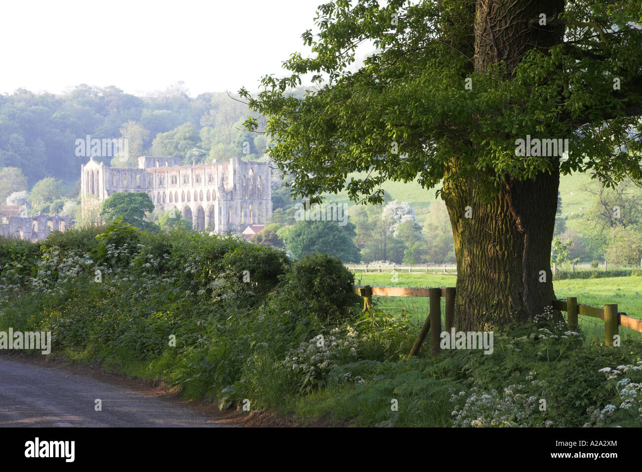 Picturesque sunlit ruins of beautiful historic medieval Rievaulx Abbey in tranquil valley by hillside (summer evening) - North Yorkshire, England, UK. Stock Photo