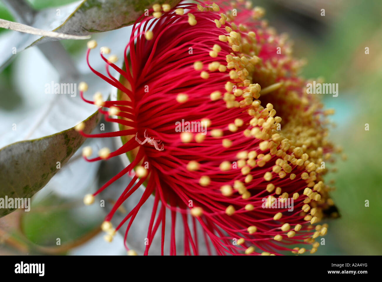 "White Flower Spider", Thomisus spectabilis, hiding in flower of