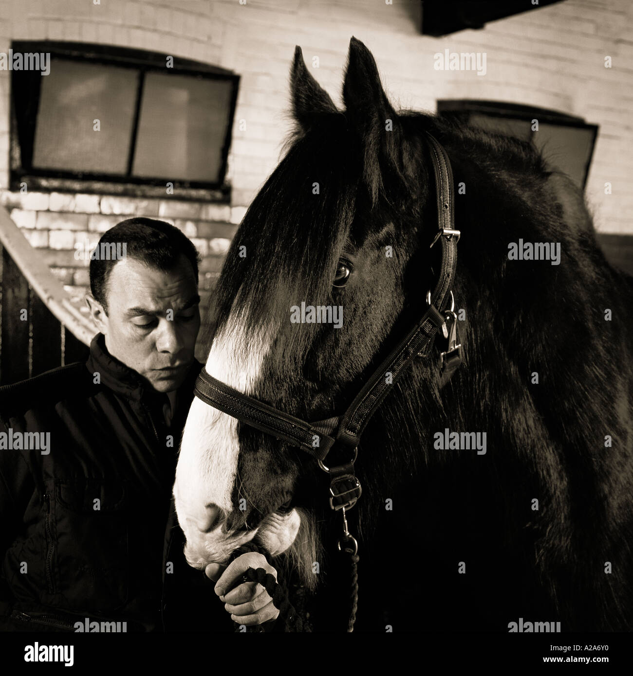 a groom at young's brewery, wandsworth, with horse Stock Photo