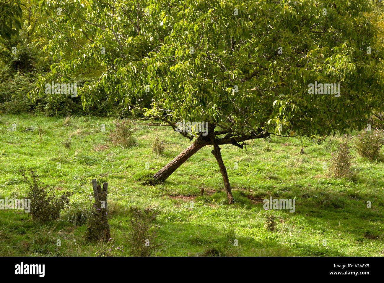 Tree crutch hi-res stock photography and images - Alamy