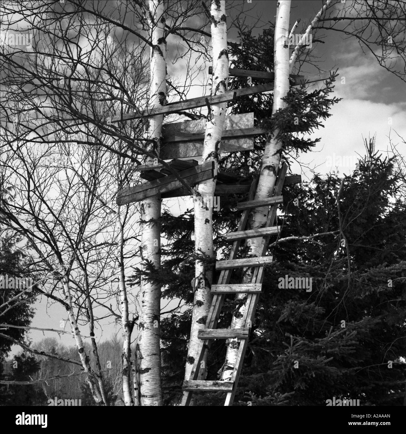 Ladders lean against trees Stock Photo - Alamy