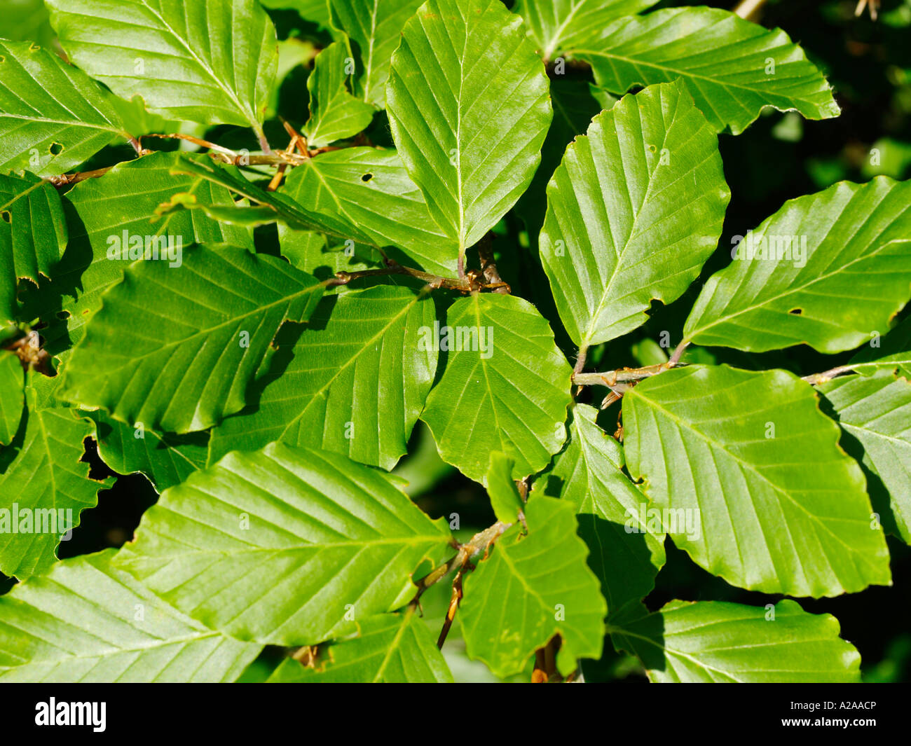 beech tree, leaves Stock Photo