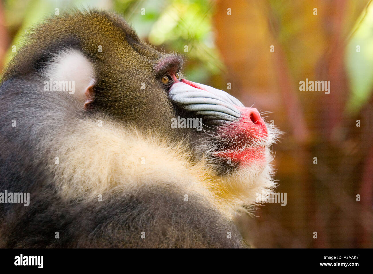 Portrait of a colorful adult male mandrill, seen here in profile. Stock Photo