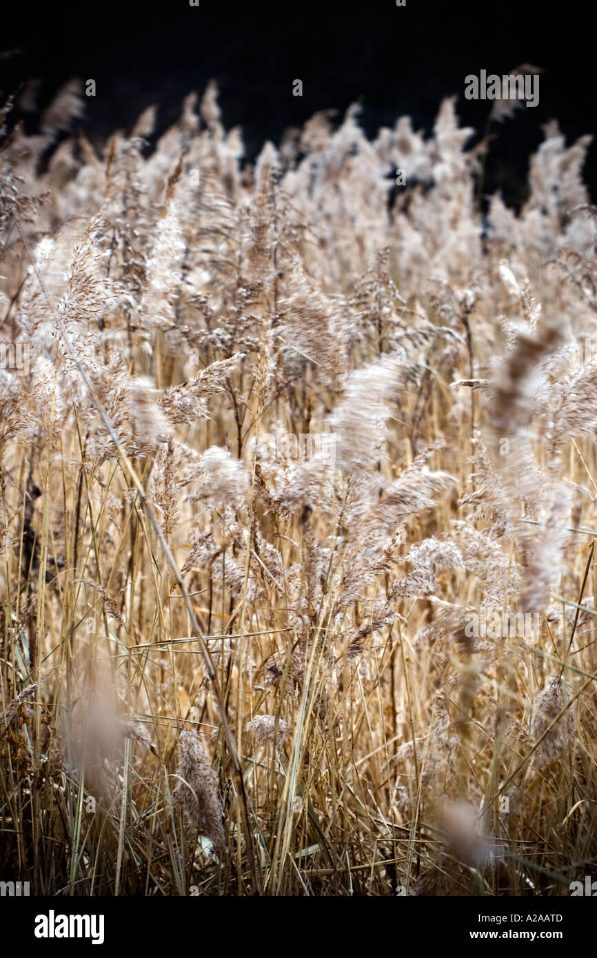 Mouldy Reeds Bushy reed hi-res stock photography and images - Alamy