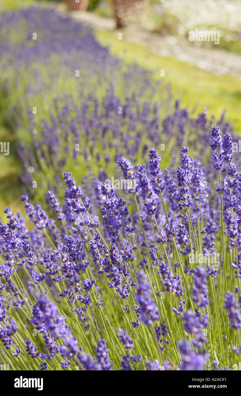 Lavenders in France Stock Photo
