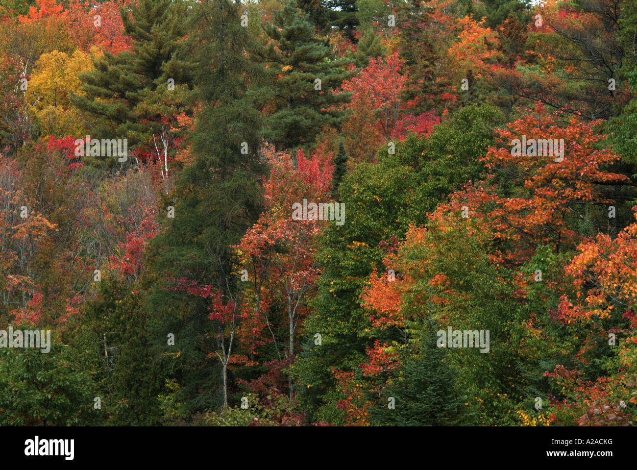 Autumn Leaf Leaves sky sunlight red green color colorful tree trees ...