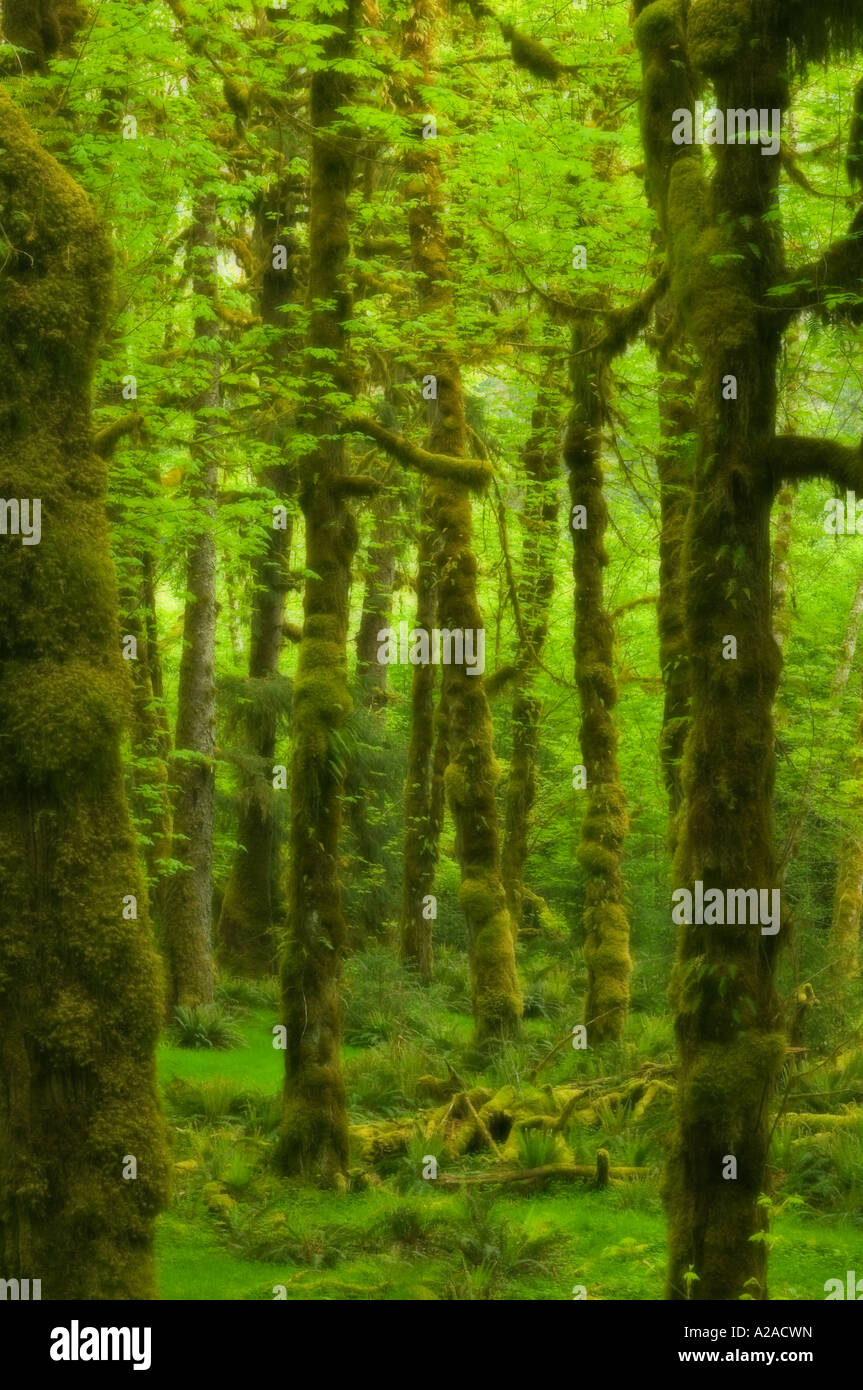 Olympic National Park, Washington, Temperate Rainforest, Hoh River Valley Vine maple (Acer circinatum) Soft focus Stock Photo