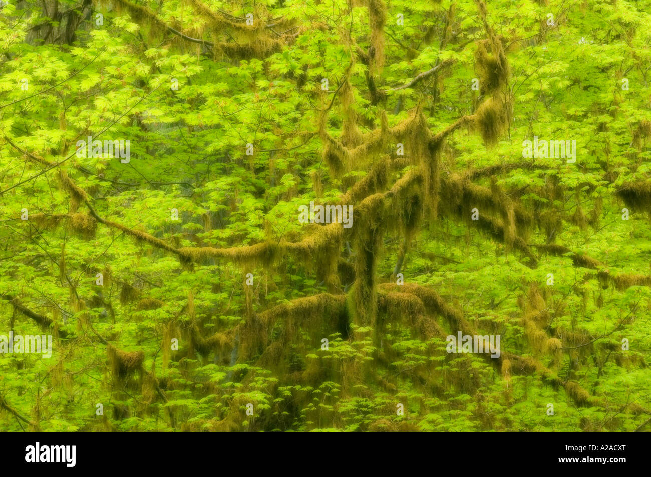 Olympic National Park, Washington, Temperate Rainforest, Hoh River Valley Vine maple (Acer circinatum) Soft focus Stock Photo