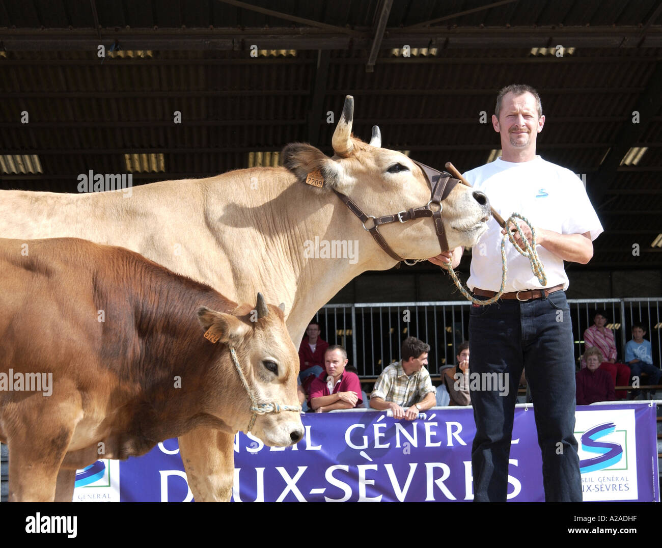 Cattle Fayre in Parthenay, France Stock Photo