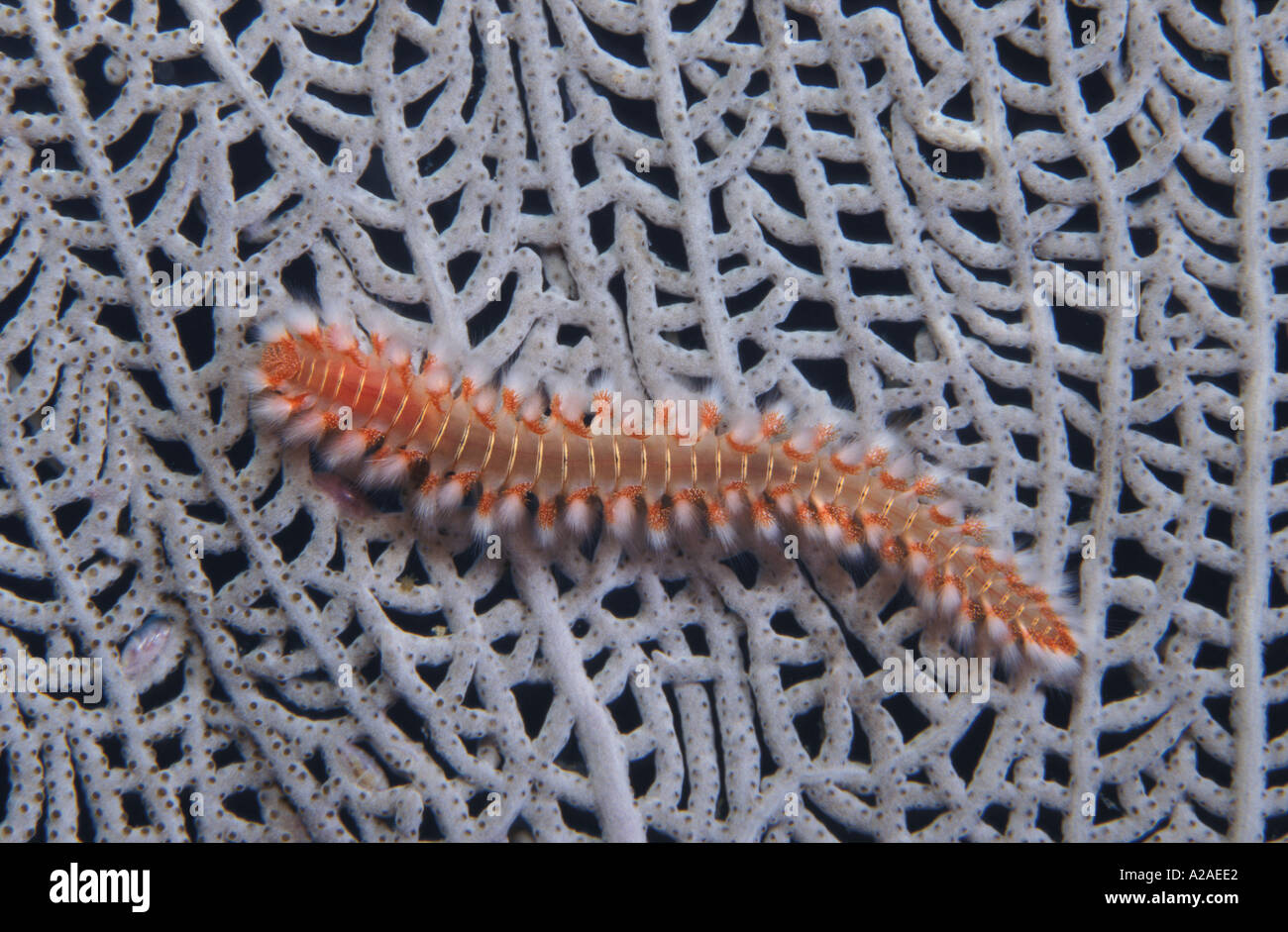 BEARDED FIREWORM Hermodice carunculata CARIBBEAN SEA Photo Copyright Brandon Cole Stock Photo