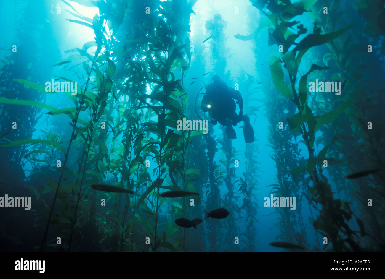 SCUBA DIVER IN GIANT KELP FOREST Macrocystis pyrifera CALIFORNIA USA PACIFIC OCEAN MODEL RELEASED. Photo Copyright Brandon Cole Stock Photo