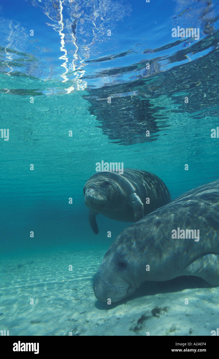 WEST INDIAN MANATEES Trichechus manatus FLORIDA USA. Photo Copyright Brandon Cole Stock Photo ...