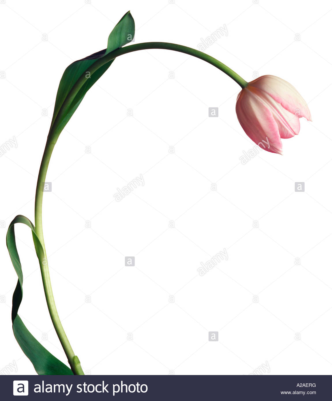 Limp Flower Stock Photos & Limp Flower Stock Images Alamy