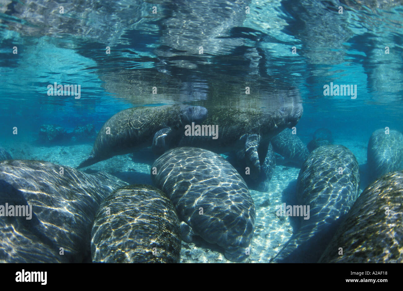 WEST INDIAN MANATEES FLORIDA MANATEES SEA COWS Trichechus manatus FLORIDA USA ATLANTIC OCEAN ...