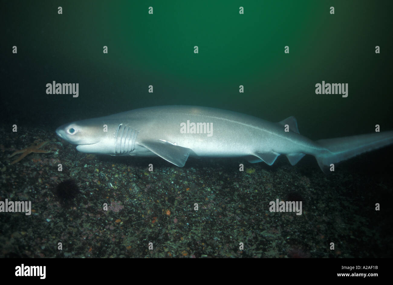 BLUNTNOSE SIXGILL SHARK or MUD SHARK Hexanchus griseus BRITISH Stock Photo 175899 Alamy