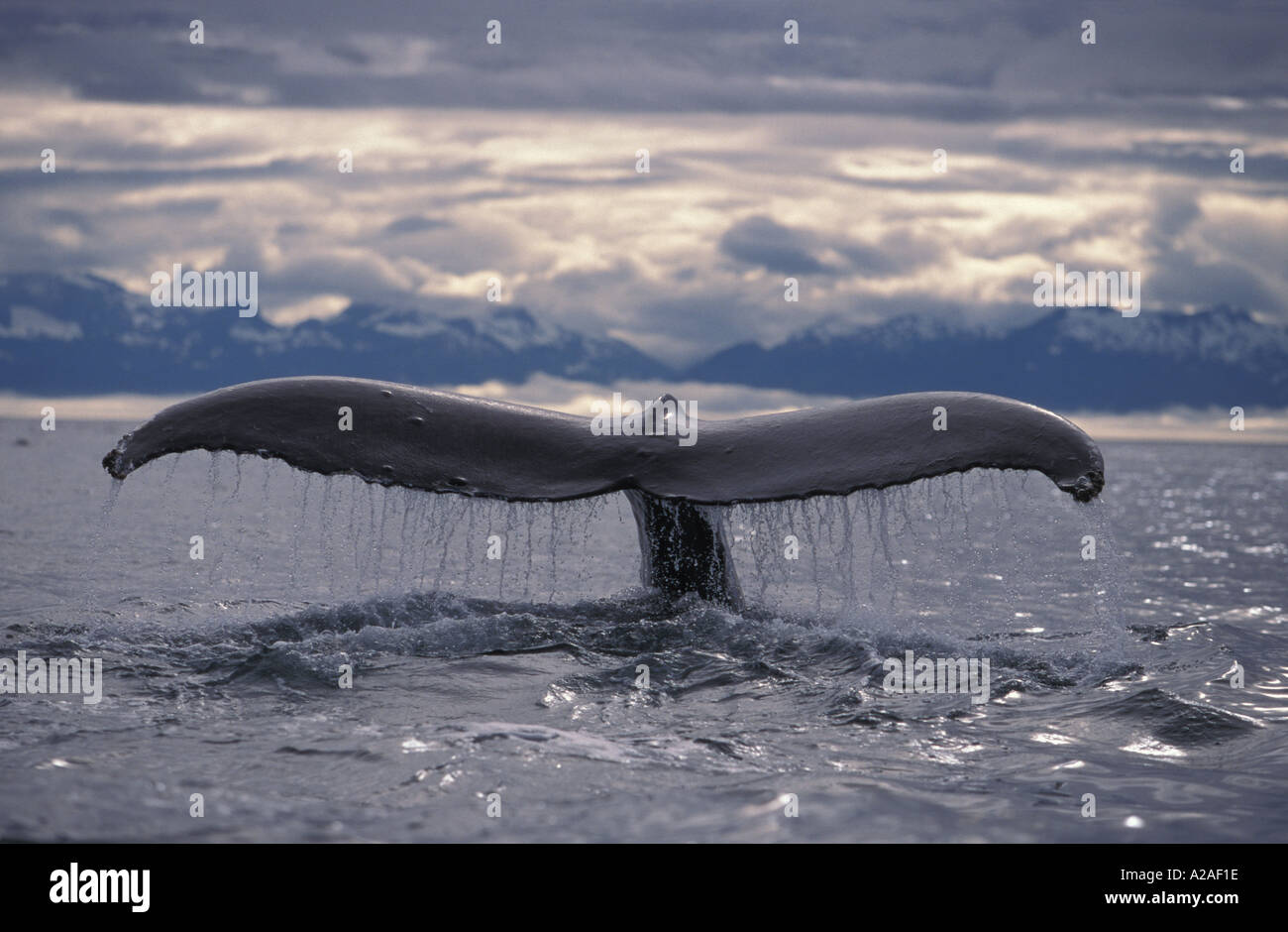Humpback whale sounding hi-res stock photography and images - Alamy