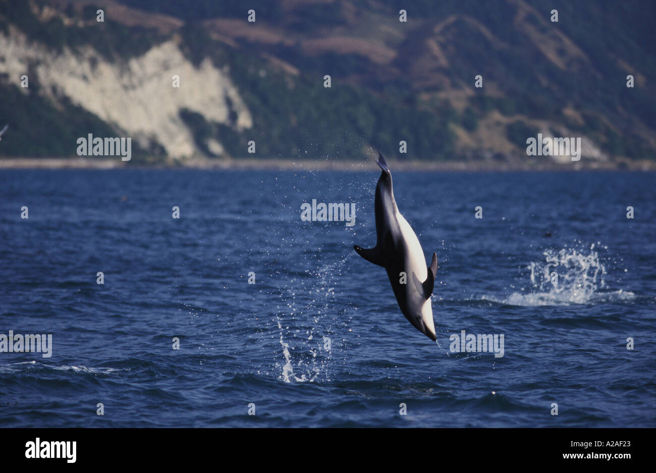 DUSKY DOLPHIN Lagenorhynchus obscurus SOUTH ISLAND NEW ZEALAND PACIFIC OCEAN. Photo Copyright Brandon Cole Stock Photo