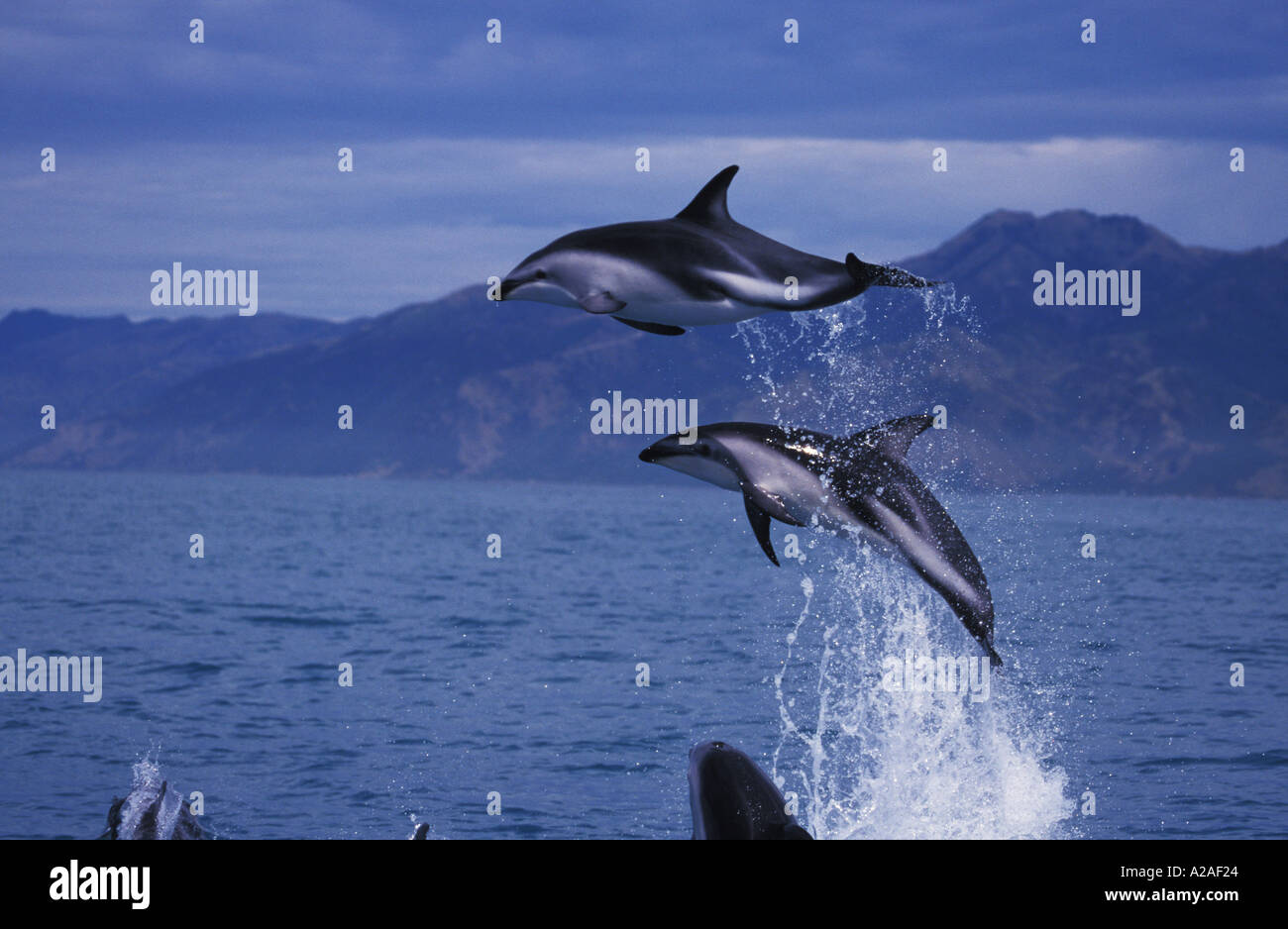 DUSKY DOLPHINS Lagenorhynchus obscurus SOUTH ISLAND NEW ZEALAND PACIFIC OCEAN. Photo Copyright Brandon Cole Stock Photo
