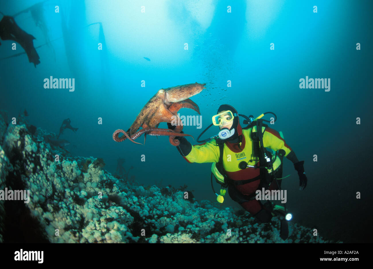 PACIFIC GIANT OCTOPUS Octopus dofleini AND SCUBA DIVER MODEL RELEASED