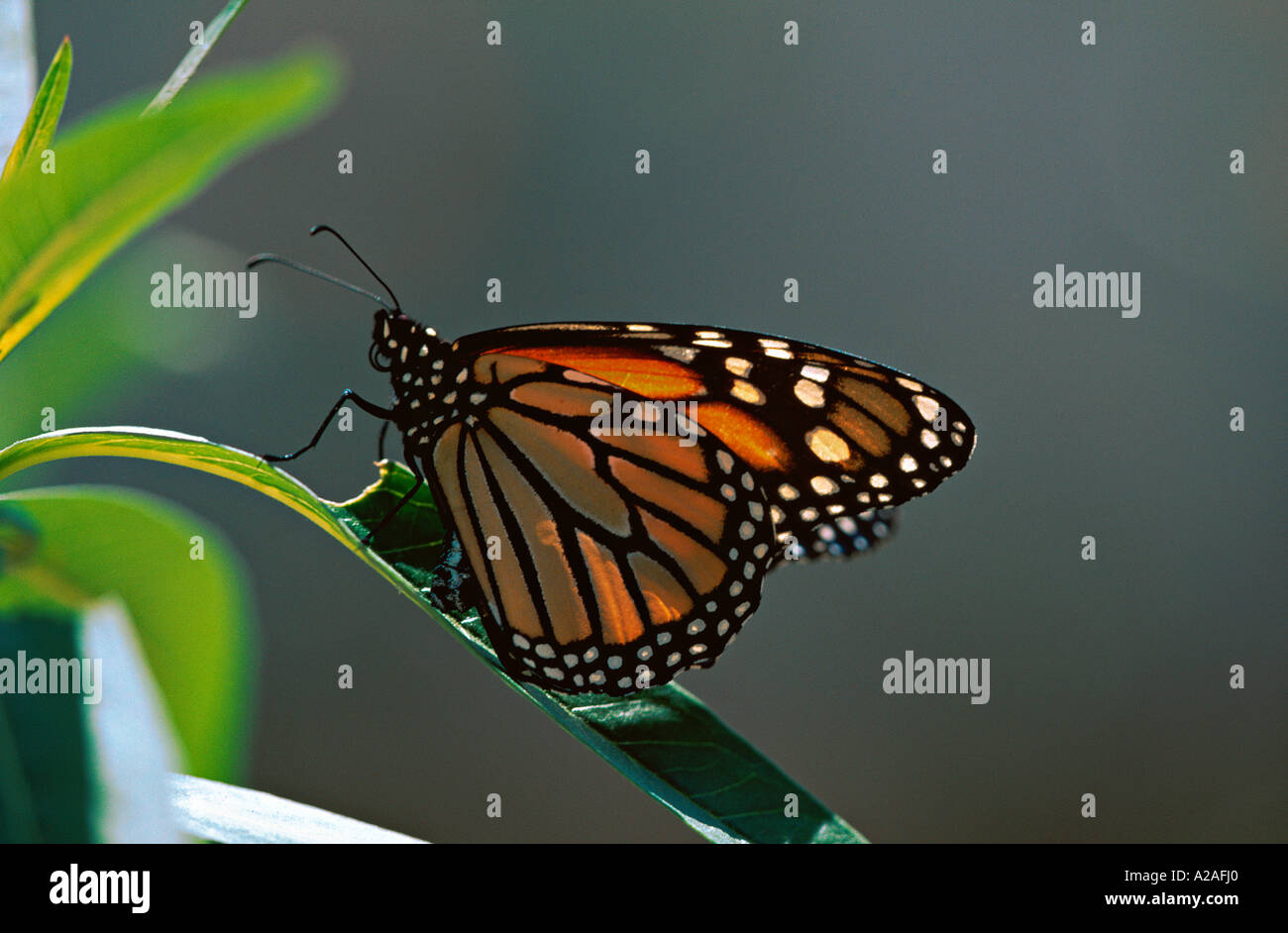 Monarch butterfly Danaus plexippus laying eggs Stock Photo