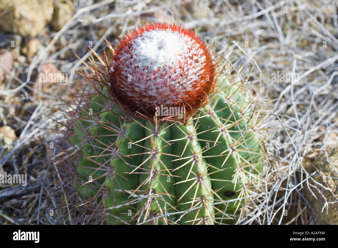 Young cactus Cereus repandus Stock Photo