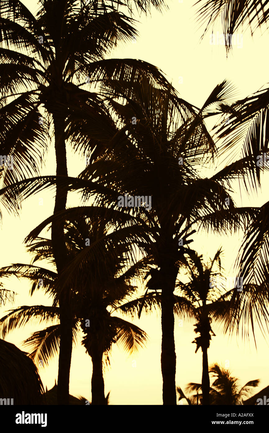 Sunset silhouette of palm trees Stock Photo - Alamy