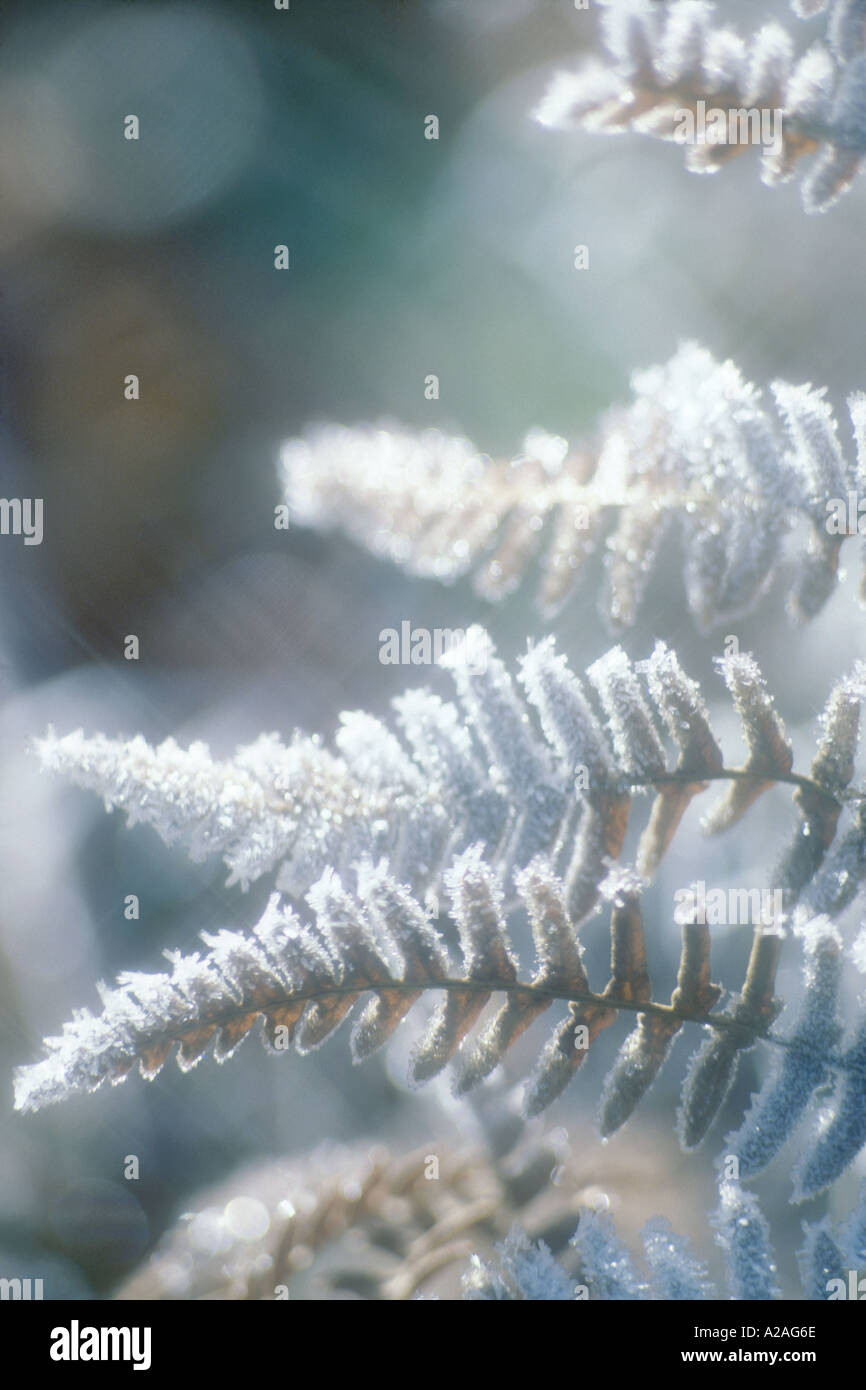 Frost on ferns Stock Photo Alamy
