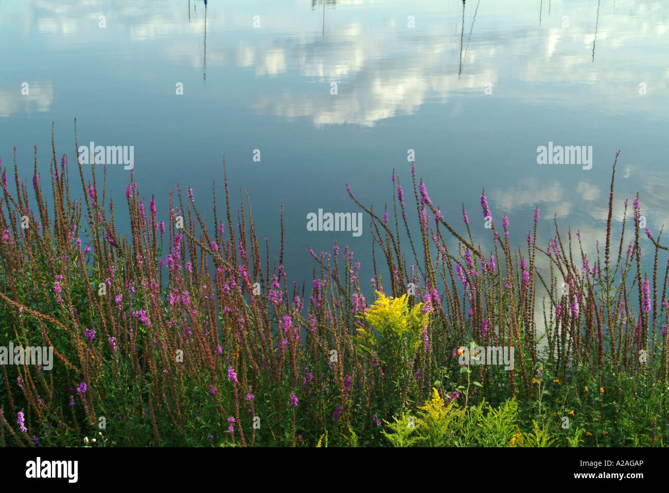 Flowers on the waterside of St. Mary's river in Soo Stock Photo