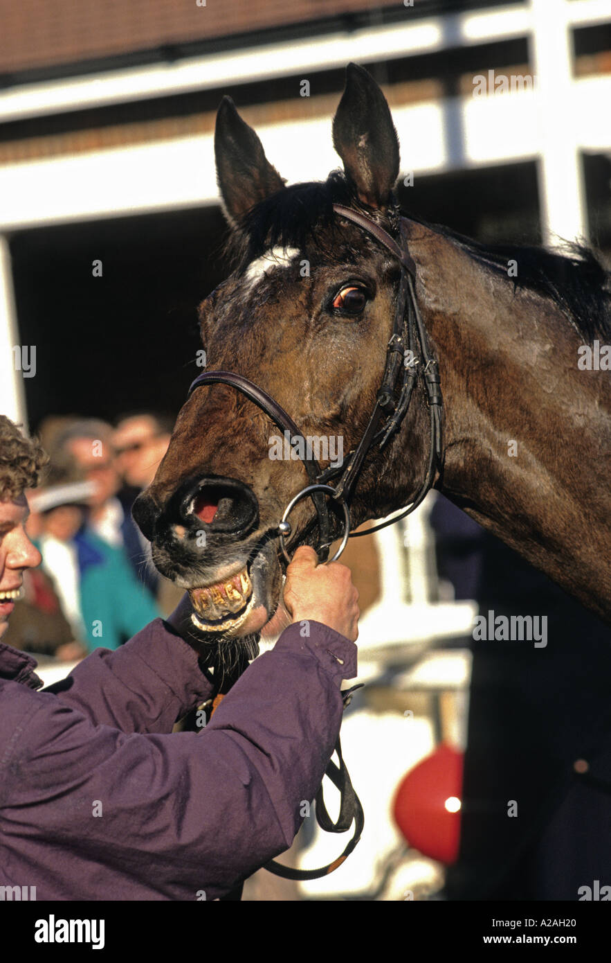 Portrait of the horse Brunton Park bearing his teeth looking pleased with himself after winning a race at Sandown Park Stock Photo