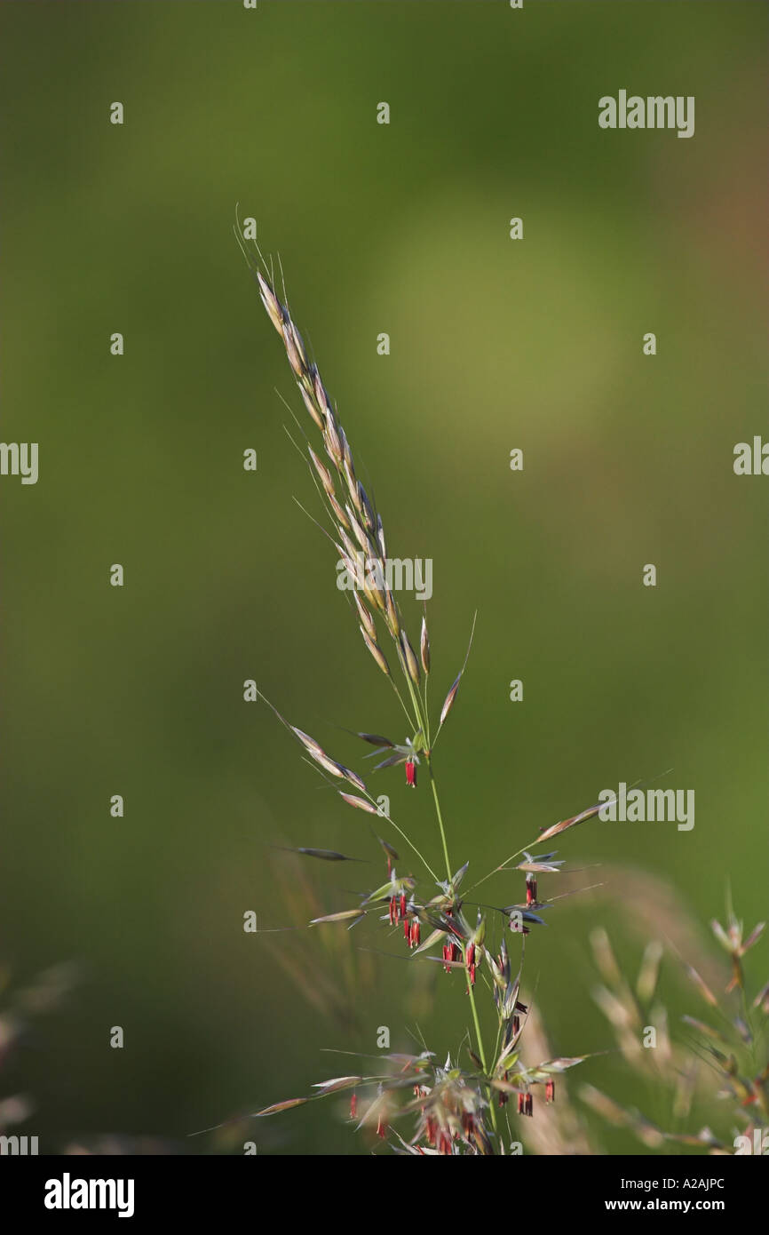 Vibrant meadow grass close hi-res stock photography and images - Alamy