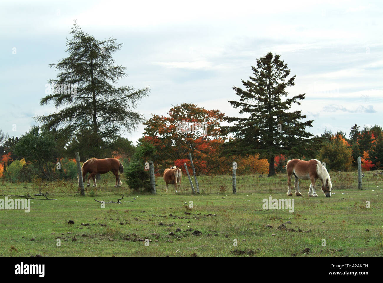 Horses on a Farm in the Fall Stock Photo - Alamy