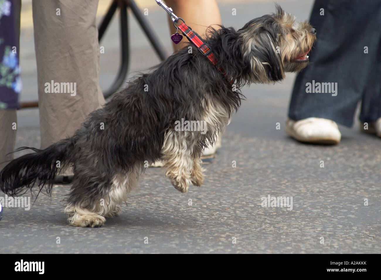 Little terrier dog straining at its leash St Ives May bank holiday market Stock Photo
