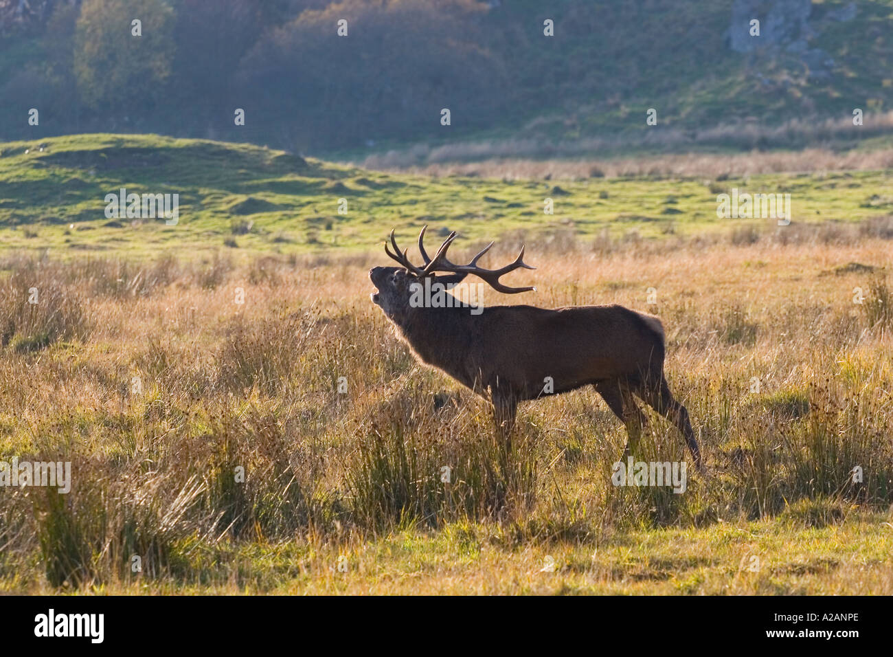 Cervus elaphus scoticus Red mountain Stag roaring, rutting season in Scotland, UK Stock Photo