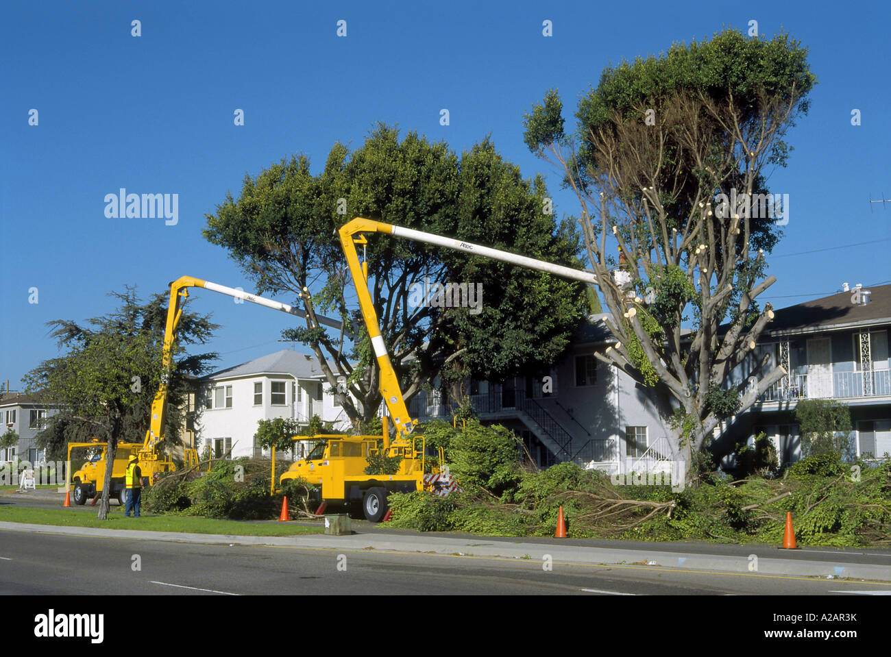 Los Angeles Street Services performing tree removal due to sidewalk
