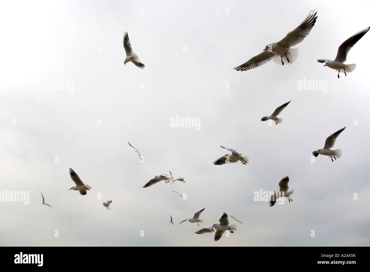 A flock of common gulls wheeling Stock Photo Alamy