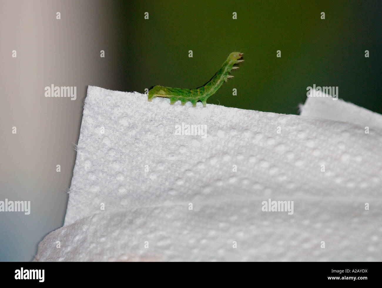 Caterpillar Rearing Up ,On The Edge Of A Sheet Of Paper Kitchen Roll ...